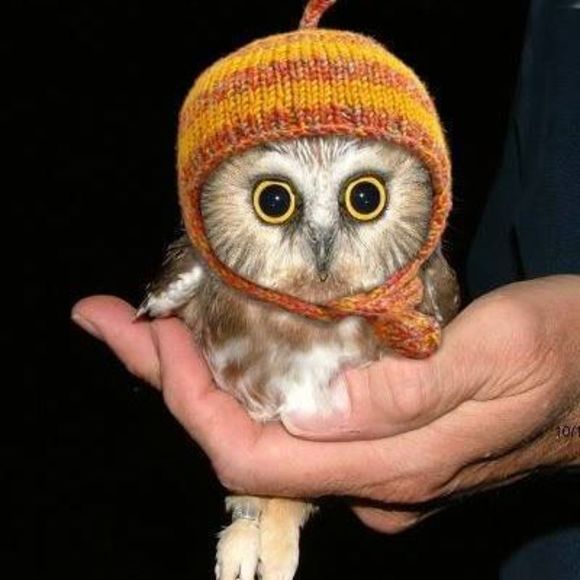 Meet your Posher, Chris - Picture 1 of 1